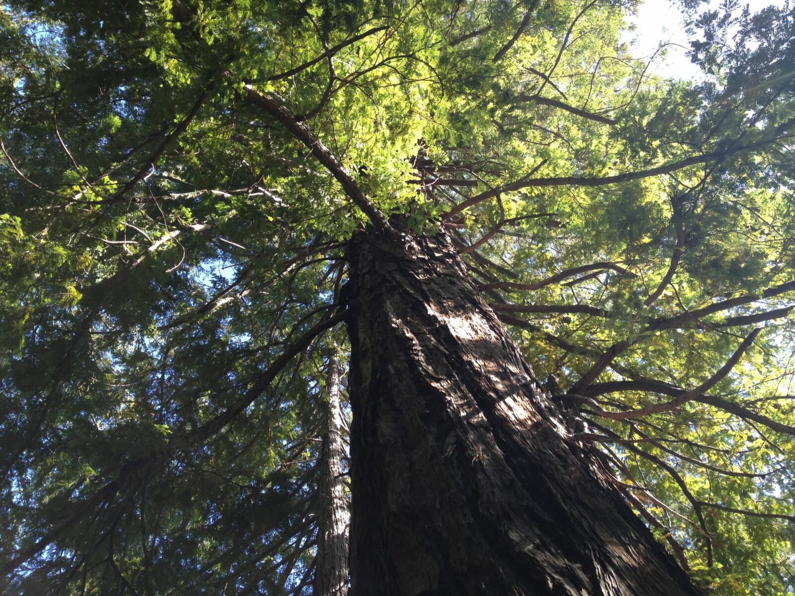 Elderhood in a Time of Trouble – Part 1 of 7 – Stephen Jenkinson